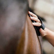 Horse Care